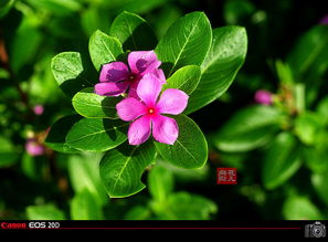 阳光充足， 花儿才嫩笑开颜