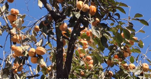 秋日庭院的色彩渲染