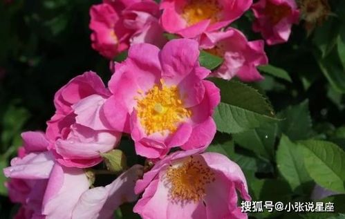 月季花授粉小记