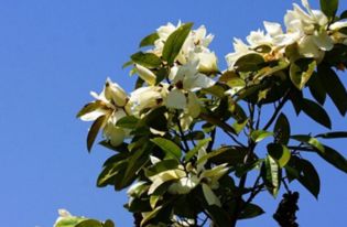 广玉兰， 花朵如荷花，美不胜收