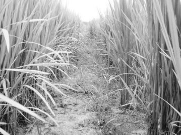 二、 农药在防治病虫害中的作用