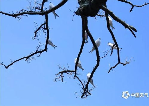 金钱兜为何冬天掉叶？是气候影响还是另有隐情