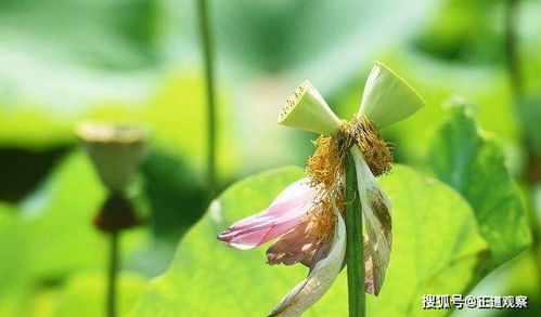 “并蒂莲，双生美意，荷花绽放，清雅生活美学”