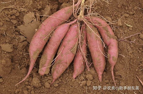 美丽竹芋烂根了如何挽救，避免根腐病蔓延