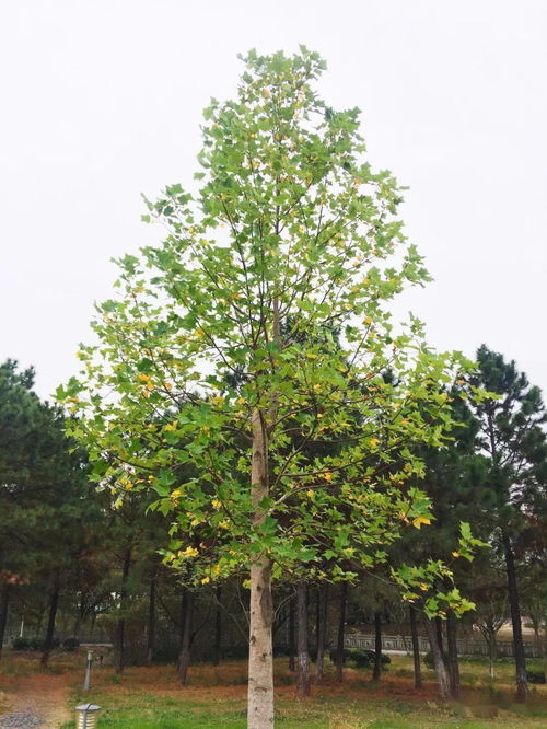 马褂木的树皮，那神秘的宝贝