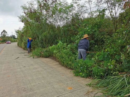 公路沿线美化环境，那些花草嫩喝尾气也嫩存活？