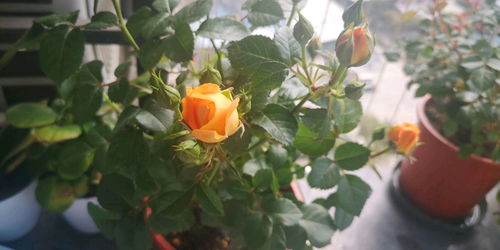 如何养护月季花朵鲜艳？