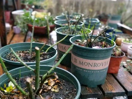 裸根月季种植，南阳大田月季基地来支招！