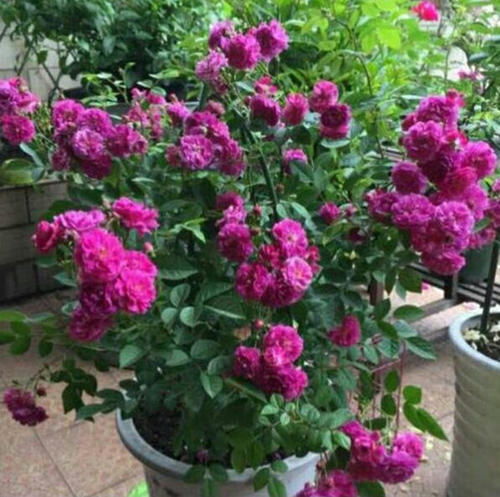 网红果汁微型月季系列，小而美，真的适合新手养护吗？