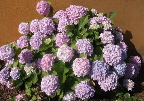 绣球花叶子长不开花？养护不当可能是关键