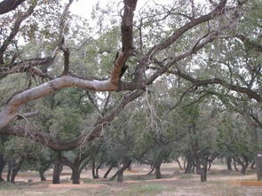 榕树营养液浇灌的烦恼