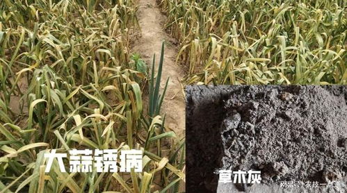 草木灰是个啥?能治蒜苗吗?
