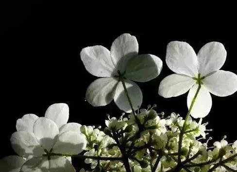 琼花寓意“高洁”，为何不广受欢迎