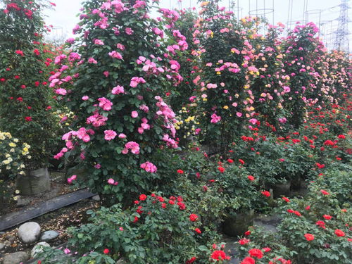 月季苗大花月季， 品种齐全