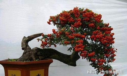 梅花盆景：寒冬中的芬芳， 坚强的象征