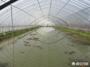 反季节种植，赚钱多