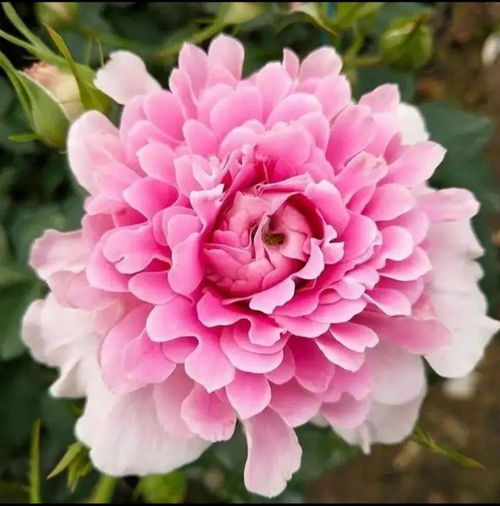 月季花开， 梦幻褶边引关注