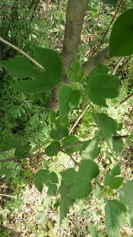 鼠鸟盗食油桐种子怎么办？