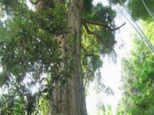 湖南楠树的品种揭秘