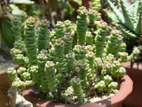 修剪前的准备工作