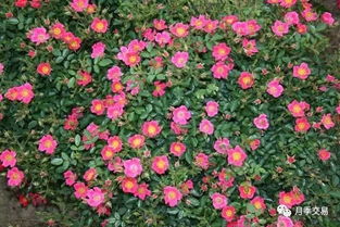 月季花，南阳的瑰宝