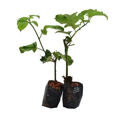 百香果树苗如何种植，百香果苗的种植技术与管理有哪些注意事项