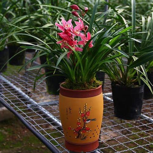 鲜花养护不当易枯萎，掌握正确方法至关重要