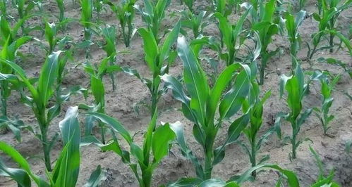 播种时间， 记好顺口溜