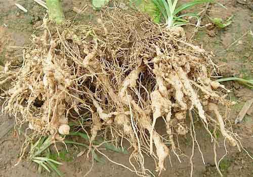 根结线虫为何难防治？