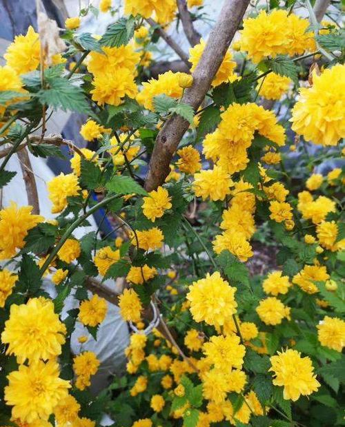 棣棠花怎么养？