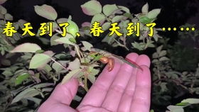 喷药时间，你选对了吗？