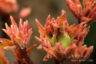 病虫害防治不力