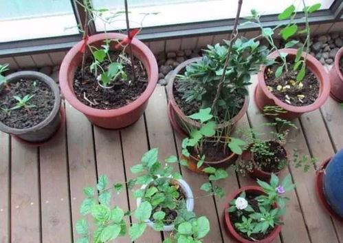 换土后的“定根水”如何浇？