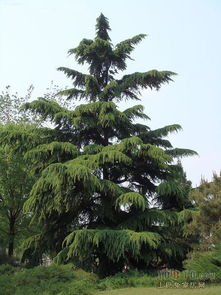 二、 2022年12月雪松价格回顾