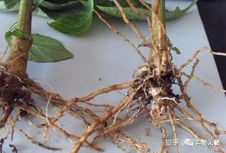 白术根腐病，危害严重