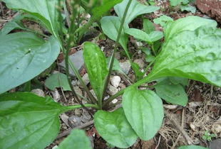 南北差异大，收籽率惊人