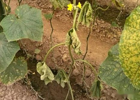 乐果对花生落花有影响吗？使用乐果防治害虫时花生会落花吗？