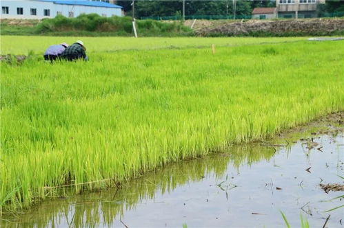 正确使用，秧苗有救