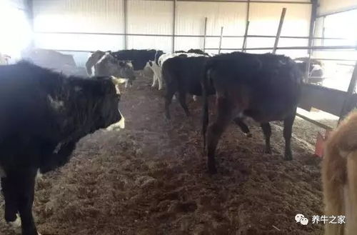 新手养牛选饲料，是不是价格越高，营养和效果就越好？