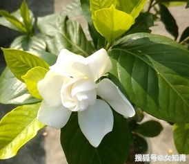 栀子花烂根怎么办？有没有有效的栀子花烂根急救指南