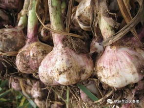 大蒜种植的小技巧