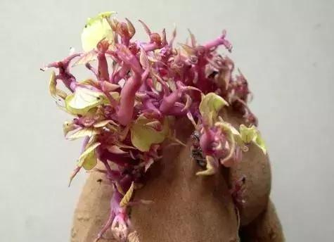 “红薯：非花之花，营养作物新宠”