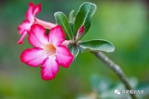 玫瑰生长需要多少光照？四季管理有哪些技巧
