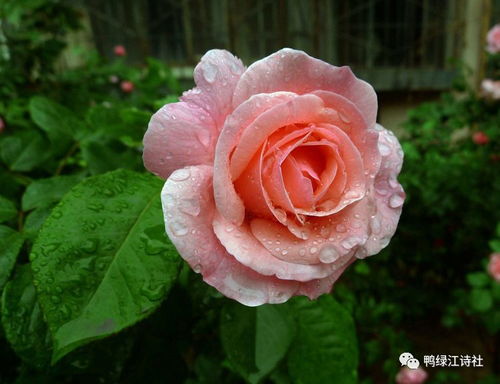 啥是荡妇月季Floozy？