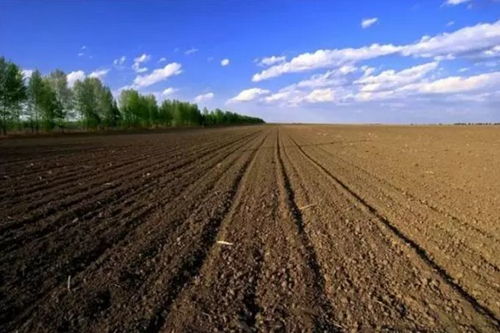 长江以北， 草儿舞动，土壤重生