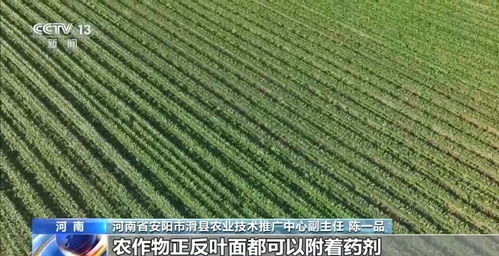 小麦白粉病的防治大挑战