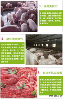 科学饲养，精准投喂