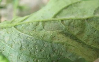 一、 枯叶原因揭秘