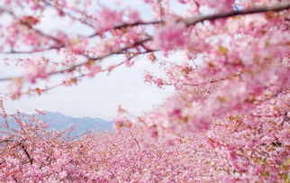 早樱， 春天的使者