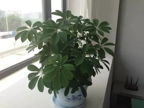 喜阴花卉的选择